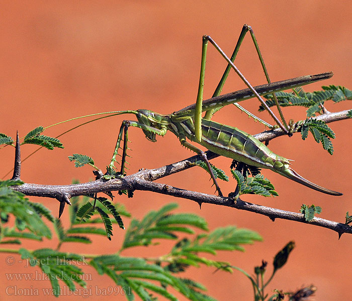 Clonia wahlbergi Predatory Winged Katydid