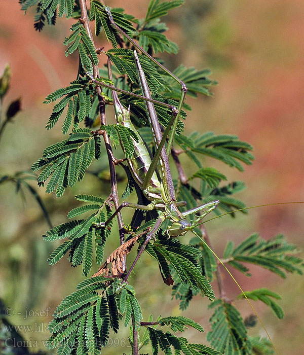 Predatory Winged Katydid Clonia wahlbergi