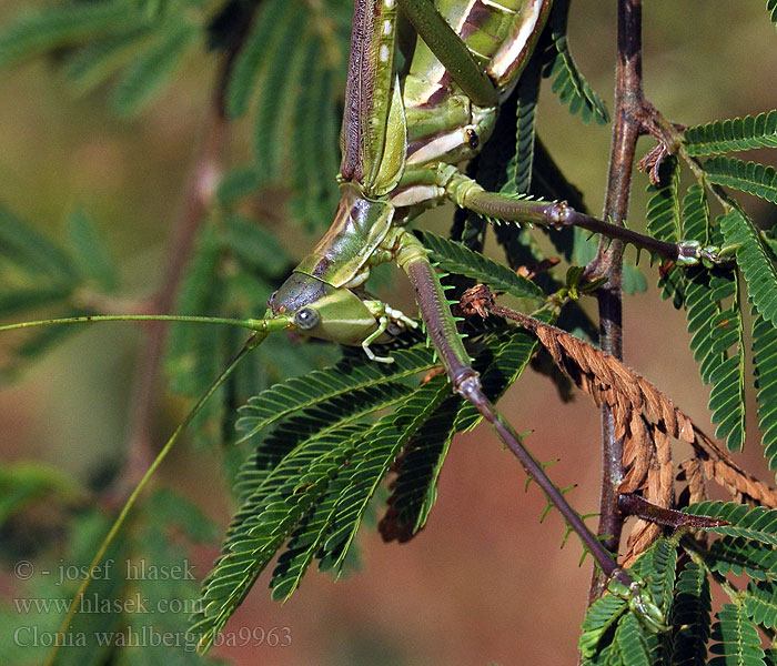 Predatory Winged Katydid Clonia wahlbergi