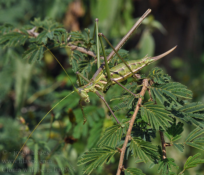 Predatory Winged Katydid Clonia wahlbergi