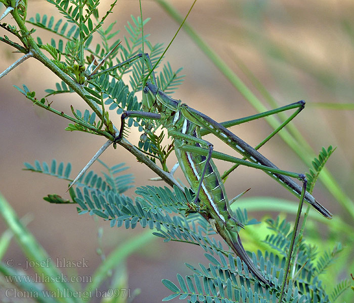 Predatory Winged Katydid Clonia wahlbergi