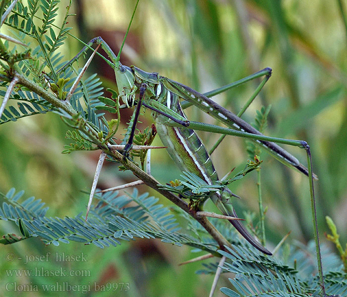 Predatory Winged Katydid Clonia wahlbergi