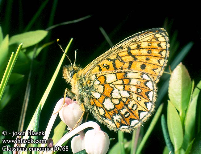 Clossiana eunomia Boloria Proclossiana Bog Fritillary