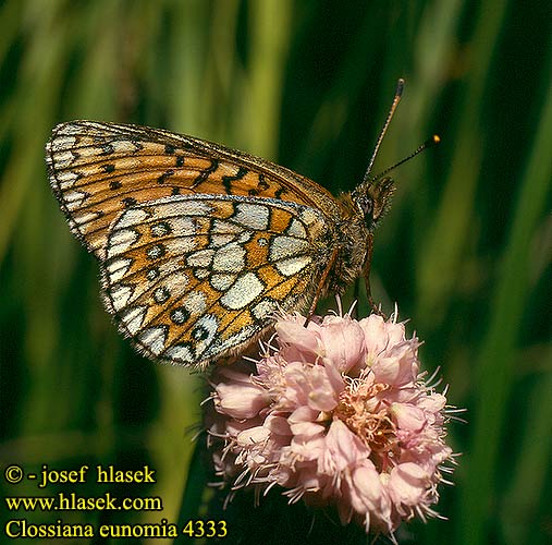 Boloria eunomia Clossiana Proclossiana Bog Fritillary