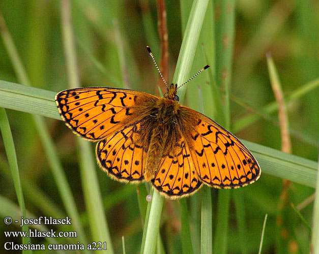 Boloria eunomia Dostojka eunomia Perleťovec mokřadní