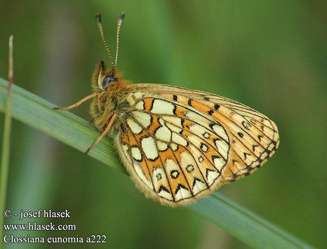 Proclossiana eunomia Bog Fritillary Nacré Bistorte