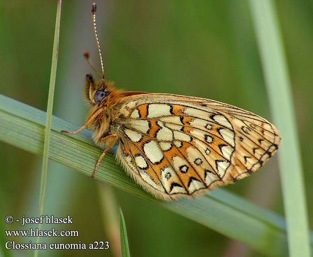 Proclossiana eunomia Bog Fritillary Nacré Bistorte