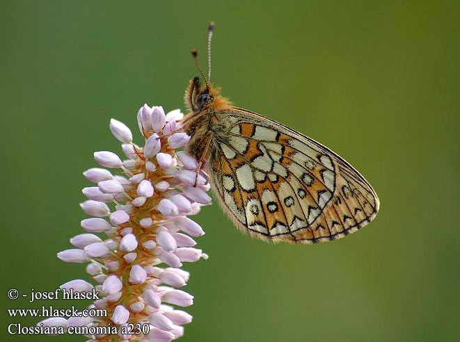 Clossiana eunomia Bog Fritillary Ringperlemorvinge