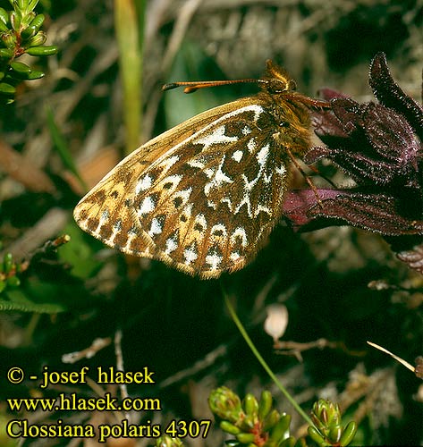 Clossiana polaris UK: Polar Fritillary CZ: perleťovec FI: Pohjanhopeatäplä SE: Polarpärlefjäril