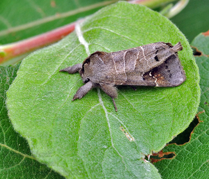 Schwarzgefleckter Rauhfussspinner Scarce Chocolate-tip