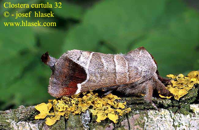 Clostera curtula Chocolate-tip Weiden-Rauhfussspinner Erpelschwanz