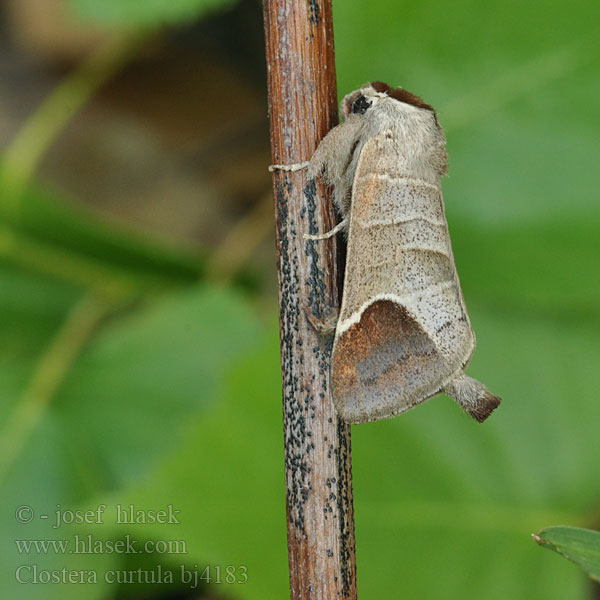 Хвостатая кисточница Clostera curtula