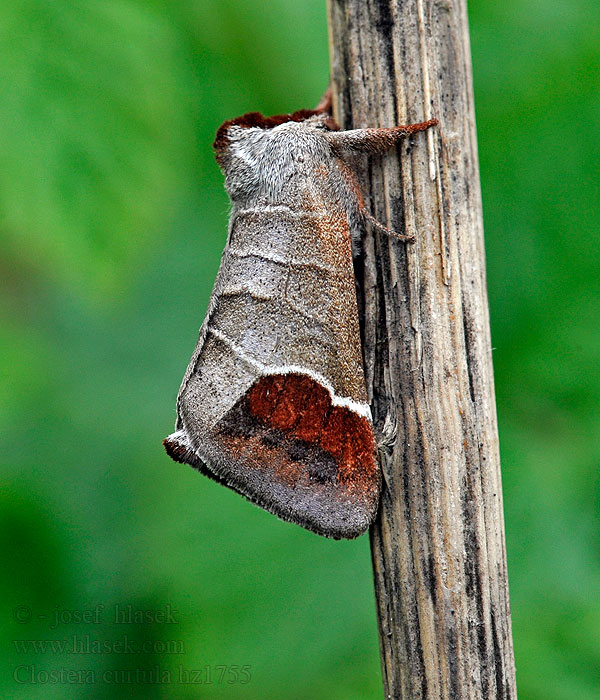 Weiden-Rauhfussspinner Erpelschwanz Clostera curtula