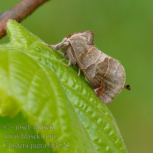 Recluse Кисточница медлительная Clostera pigra Small Chocolate-tip Kleiner Rauhfussspinner Vztyčnořitka osiková Pikkupystyperä Liten stjertspinner Wzjeżka spalica Chochlatka najmenšia Donkere wapendrager Apró levélszövő