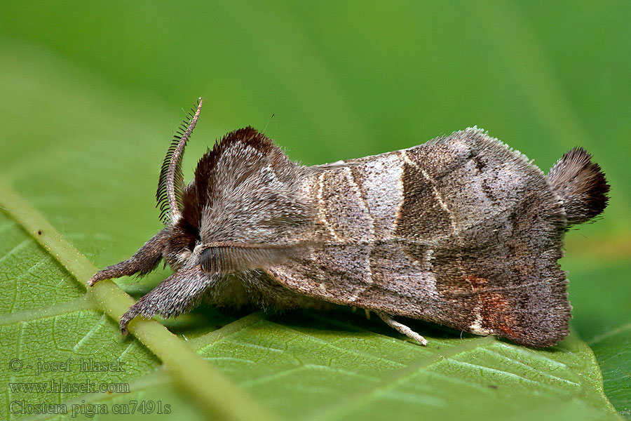 Liten stjertspinner Wzjeżka spalica Clostera pigra