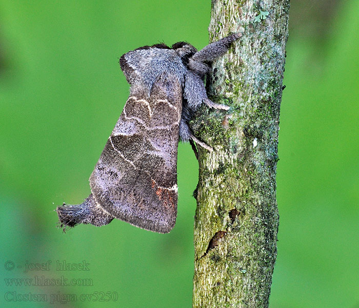 Small Chocolate-tip Kleiner Rauhfussspinner Clostera pigra