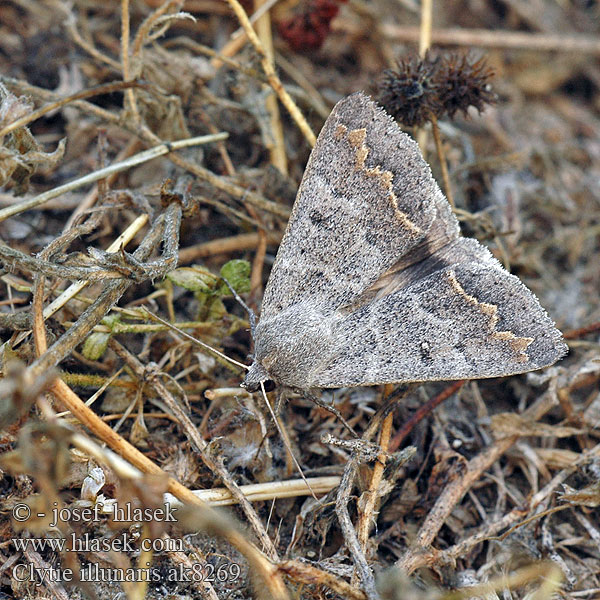 Ophiuse Tamaris Trent Double-stripe Clytie illunaris