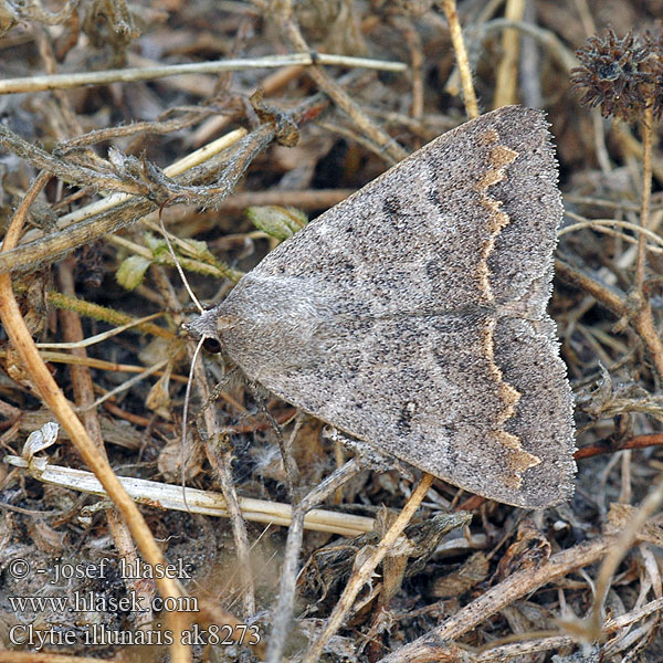 Trent Double-stripe Clytie illunaris Ophiuse Tamaris