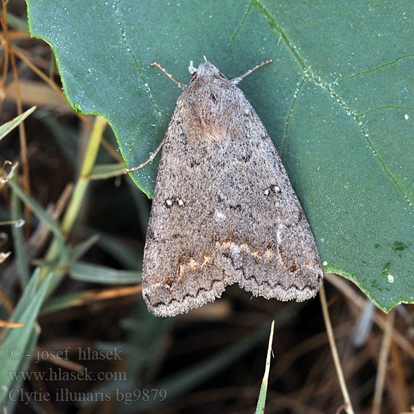 Trent Double-stripe Ophiuse Tamaris Clytie illunaris