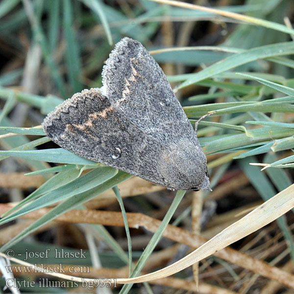 Clytie illunaris Trent Double-stripe Ophiuse Tamaris