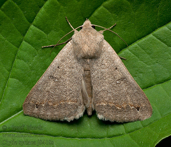 Clytie syriaca