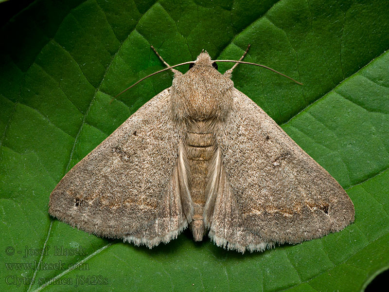Clytie syriaca