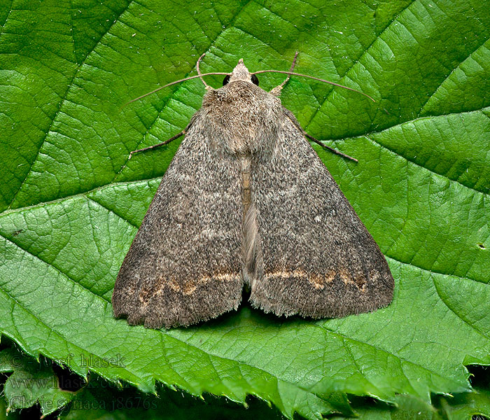 Clytie syriaca