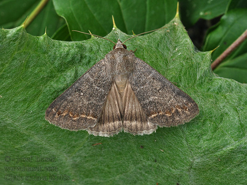 Clytie syriaca