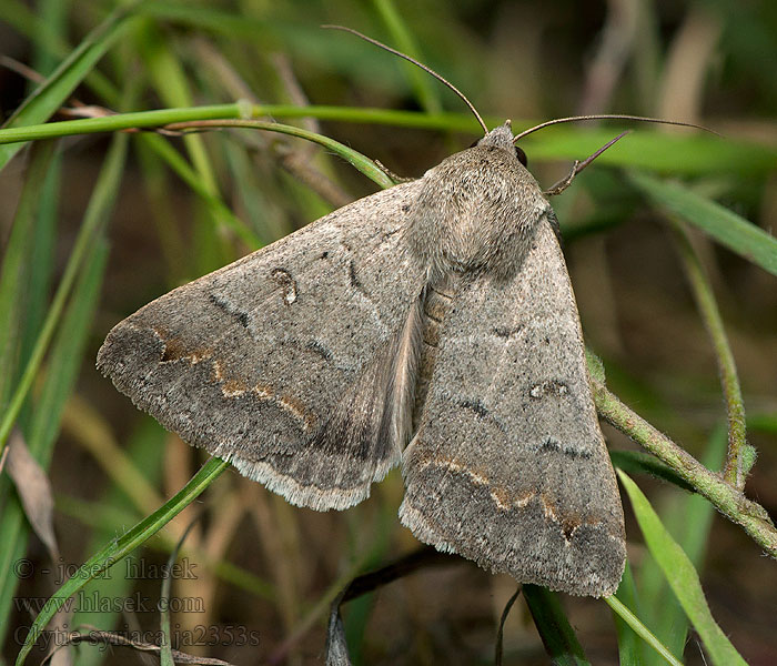 Clytie syriaca