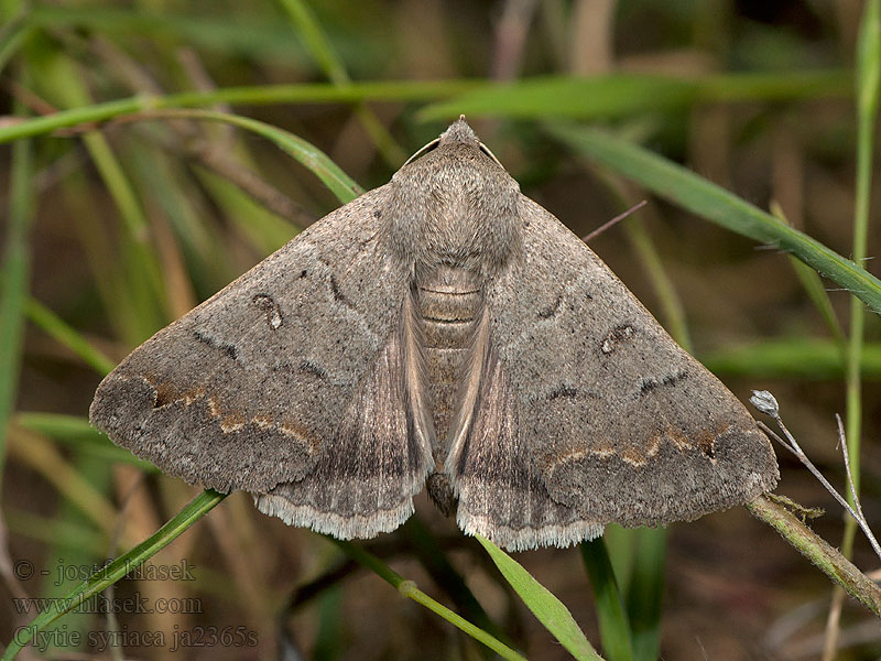 Clytie syriaca