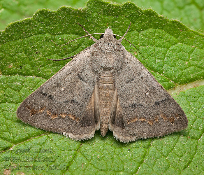 Clytie syriaca