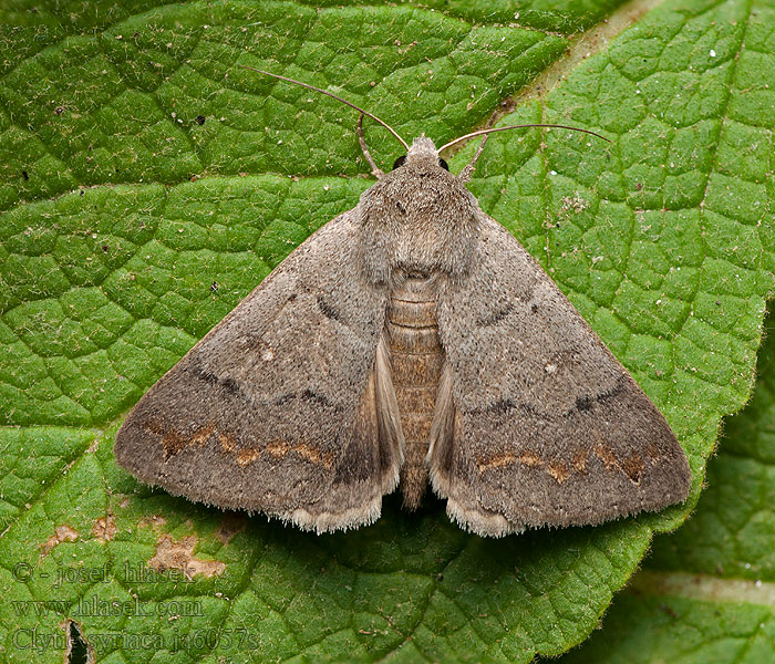 Clytie syriaca