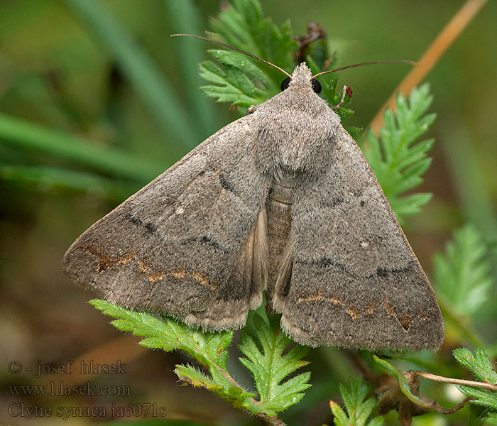 Clytie syriaca