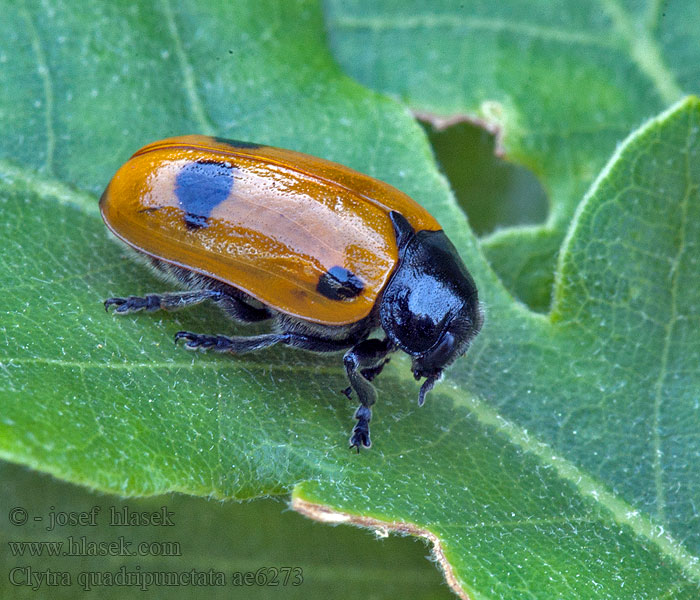 Clytra quadripunctata Vrbař čtyřtečný Vierpunkt-Ameisenblattkäfer