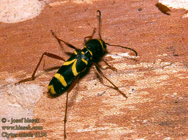 Clytus arietis Wasp Beetle Lille hvepsebuk Hvepse-Træbuk Aitojäärä Clyte bélier Kleine Wespenbok Közönséges darázscincér Gemeiner Widderbock Wespenbock Biegowiec osowaty kuloštítník beraní Escarabajo avispa Getingbock Vepsebukk Клит обыкновенный