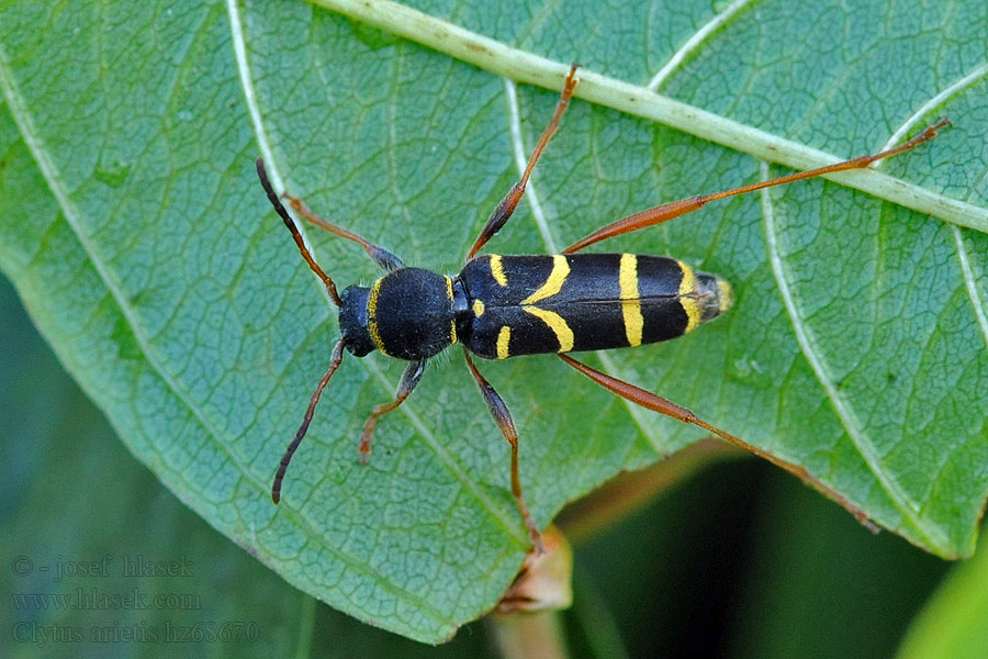 Kleine Wespenbok Közönséges darázscincér Gemeiner Widderbock Wespenbock Clytus arietis