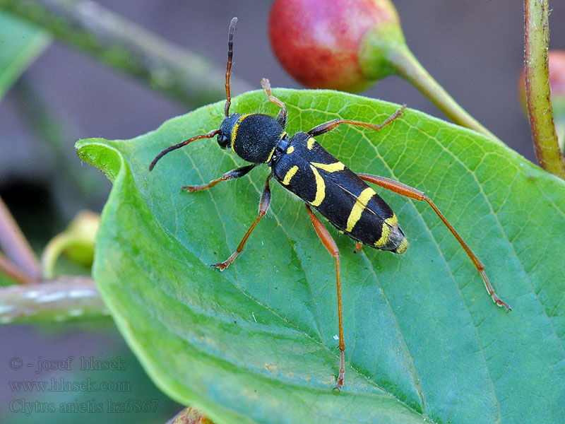 Biegowiec osowaty kuloštítník beraní Escarabajo avispa Getingbock Vepsebukk Клит обыкновенный Clytus arietis