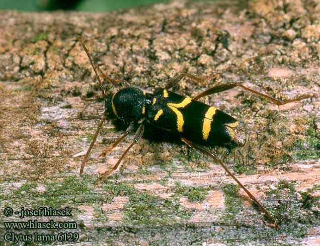 Clytus lama Schmalfühleriger Widderbock Biegowiec świerkowy