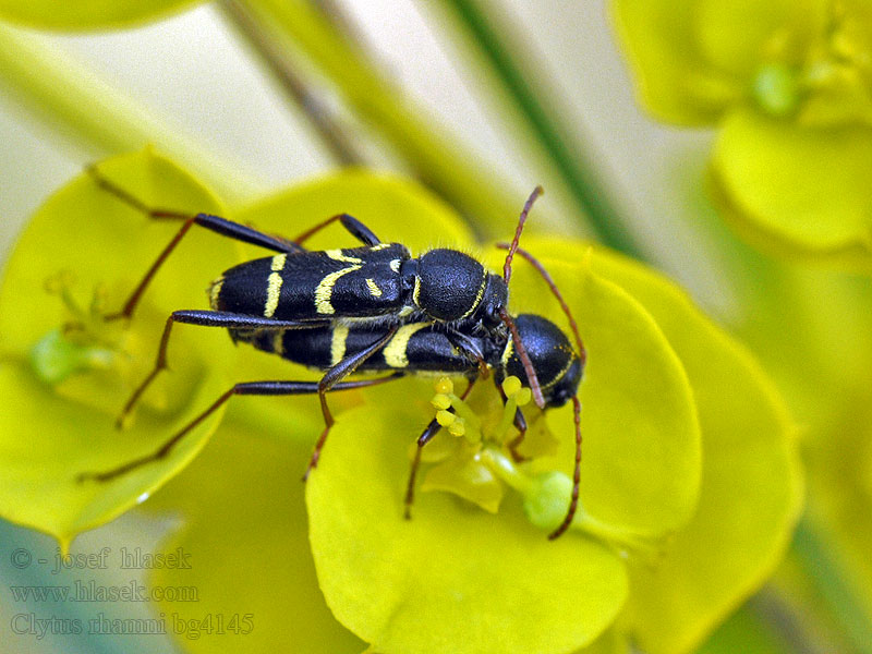 Clytus rhamni Kreuzdorn-Widderbock