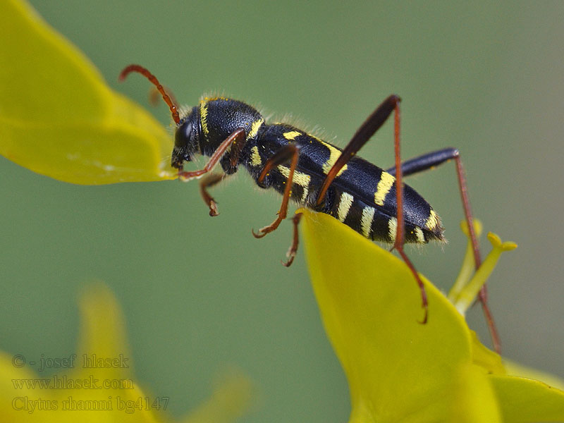 Clytus rhamni