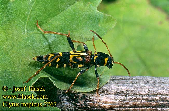 Clytus tropicus Tölgy-díszcincér Wendekreis-Widderbock Wendekreiswidderbock