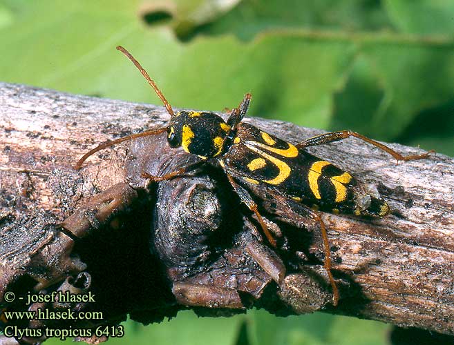 Clytus tropicus Tölgy-díszcincér Wendekreis-Widderbock Wendekreiswidderbock