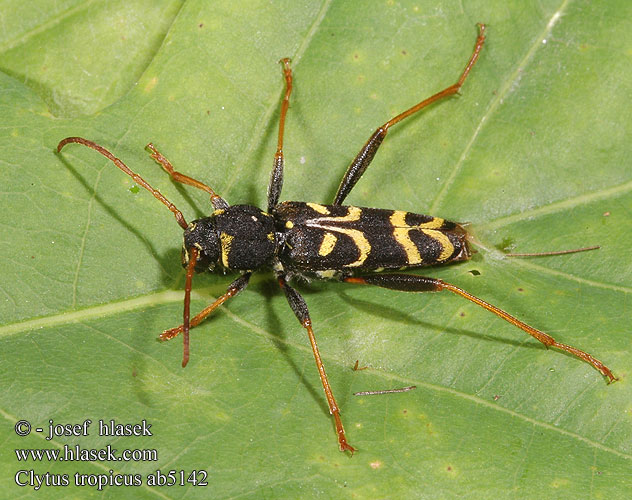 Clytus tropicus Tölgy-díszcincér Wendekreis-Widderbock Wendekreiswidderbock