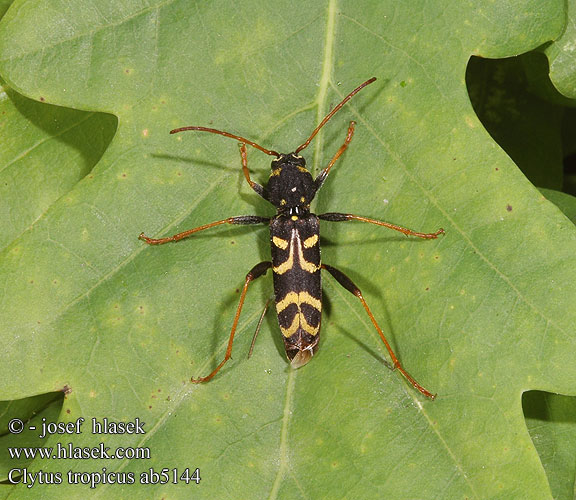 Clytus tropicus Wendekreis-Widderbock Wendekreiswidderbock