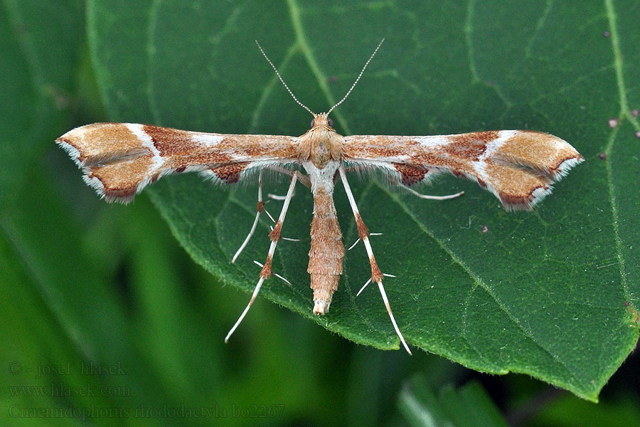 Rose plume moth Pierkavec šípkový Rozenvedermot Rosenknoppfjädermott