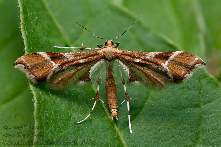 Rosenknoppfjädermott Pernatuška šípková