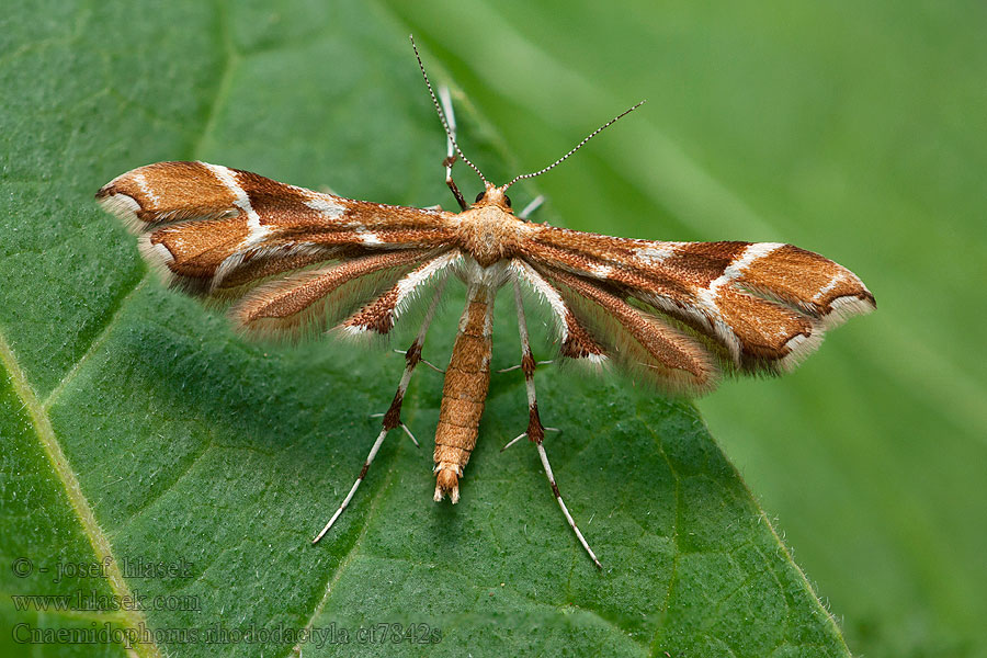 Pernatuška šípková Cnaemidophorus rhododactylus