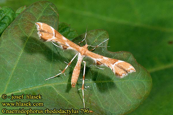 Cnaemidophorus rhododactylus rhododactyla Pernatuška šípková