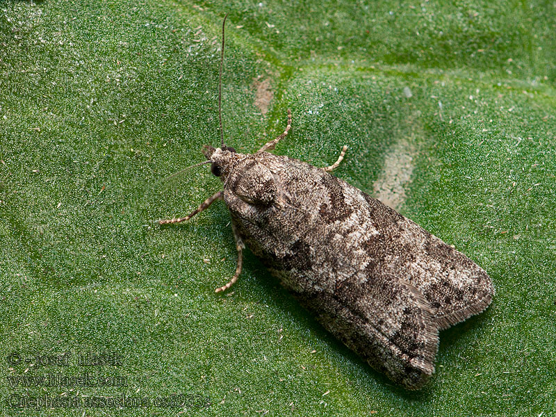 Obaleč polní Flax Tortrix Cnephasia asseclana