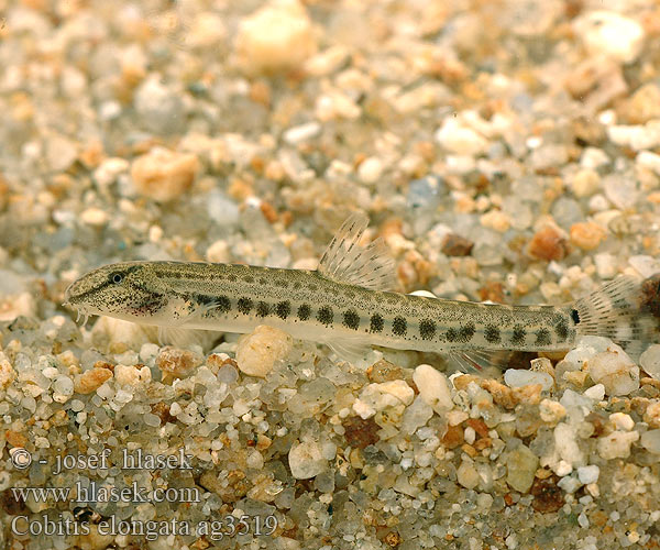 Cobitis elongata Balkan Loach Balkan-Steinbeißer Sekavec protáhlý štíhlý obecný písečný Nyurga csík Koza bałkańska Velika nežica Голям щипок Balkansk pigsmerling Balkan-modderkruiper Veliki vijun Fâsa mare Pĺž balkánsky